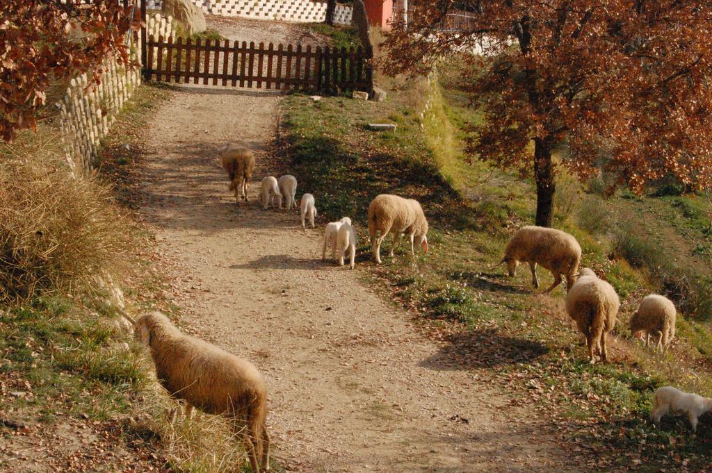 Colle Delle Meraviglie Fratticciola Selvatica エクステリア 写真